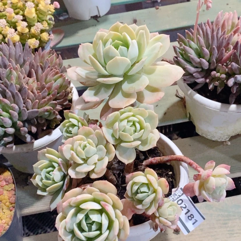 【闪购商品】哈密瓜02181