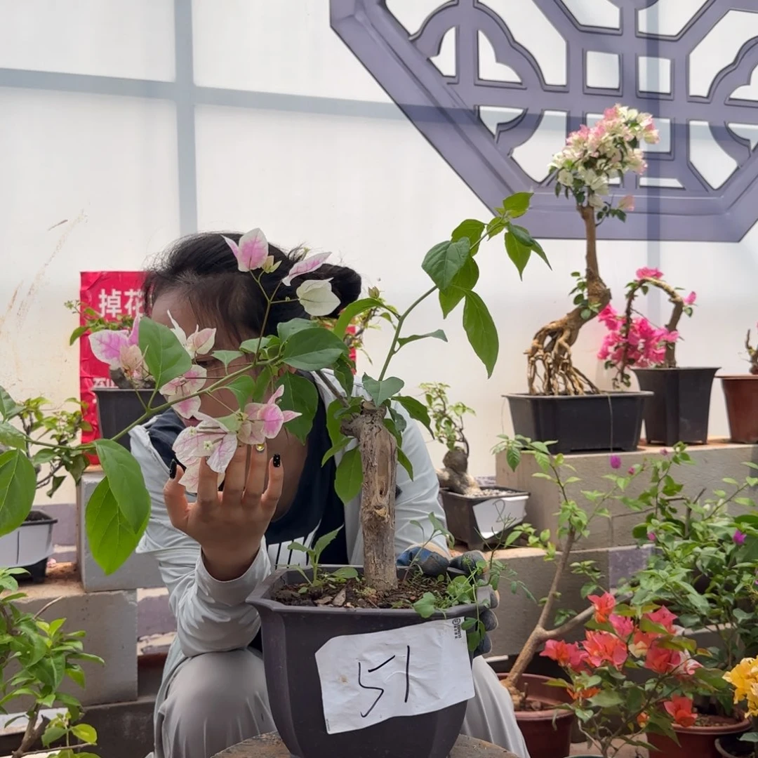 大部分花苞少量开放