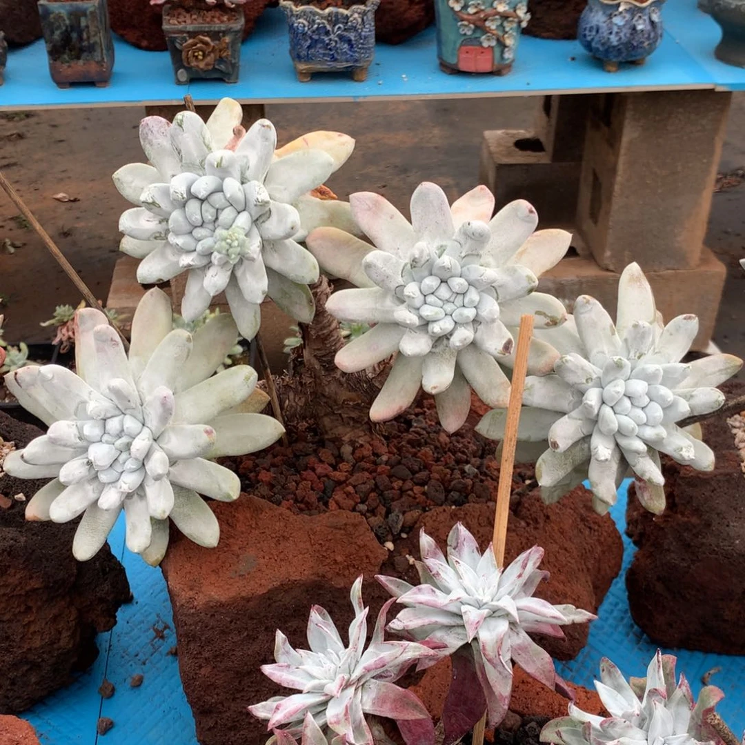 大型种拇指，2月8日发货多肉