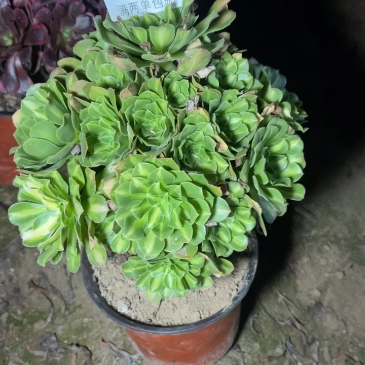 9988琉璃多肉的人多