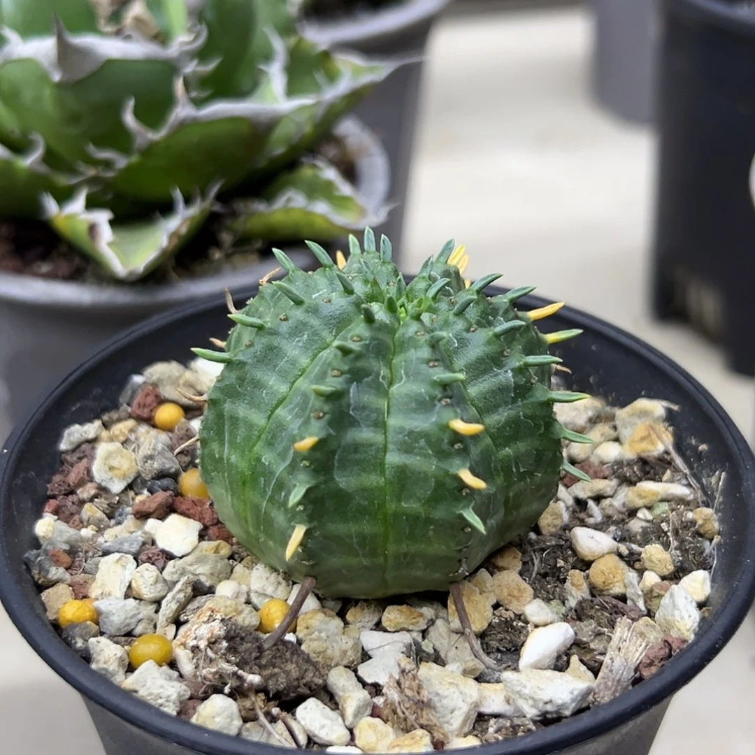 法丽达一物一拍偏远不包邮不退不换