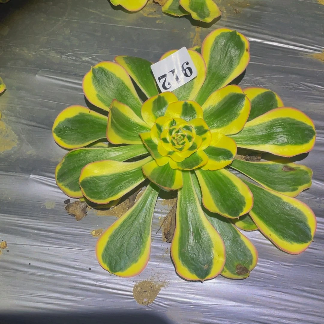 王妃多肉植物多肉912