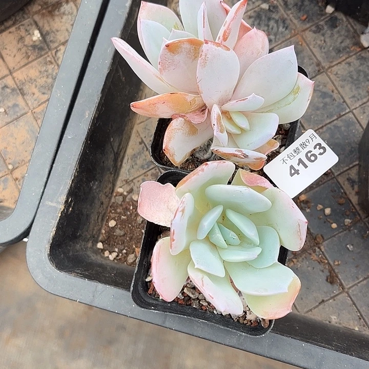 阿雅园艺。 4163