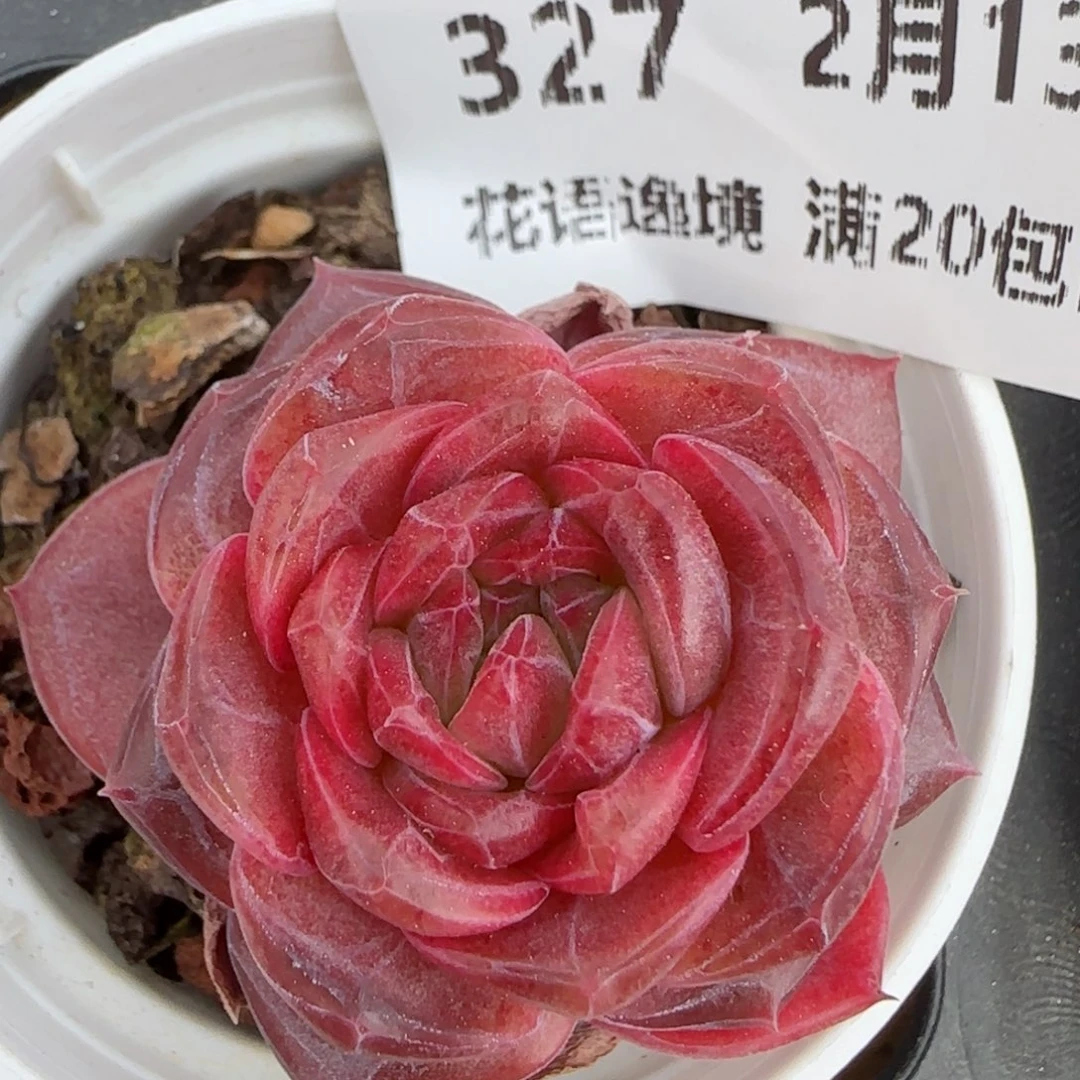 花语逸境0213-327