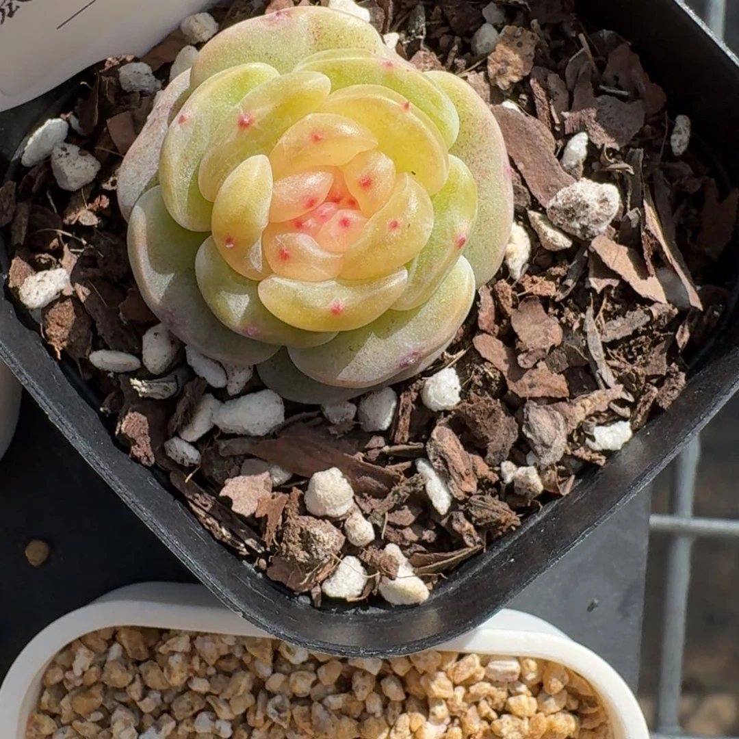 红陶?****嗷0266-汉白玉单头一颗