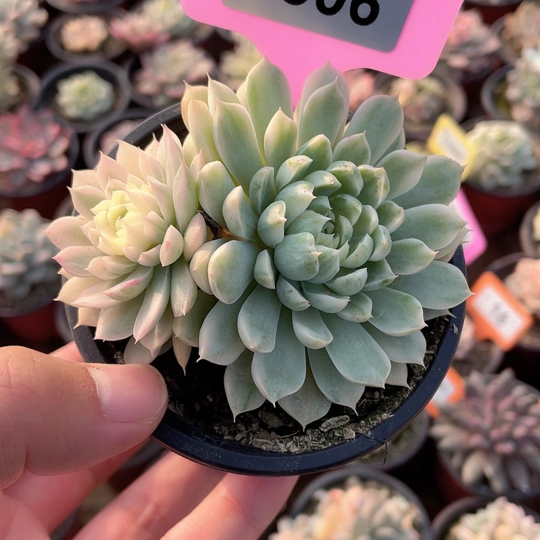 6506号双头多肉植物