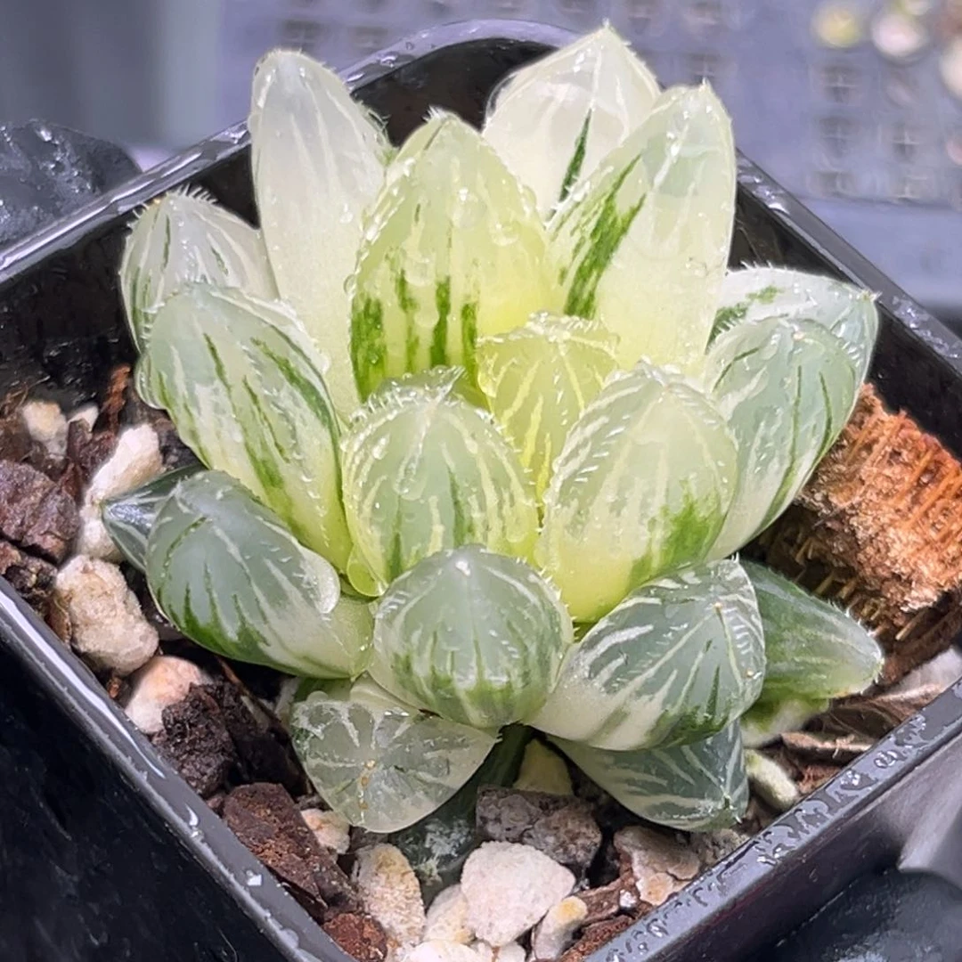 日***海恭喜发财大吉大利0353