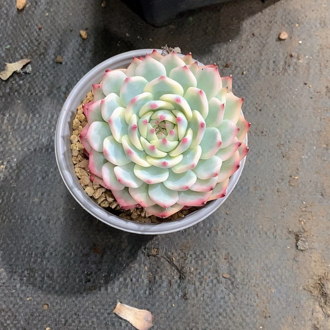 是***光吉娃娃锦多肉植物单