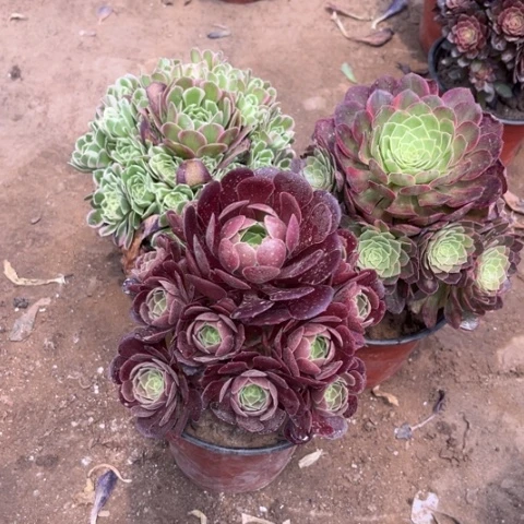 585多肉植物组合