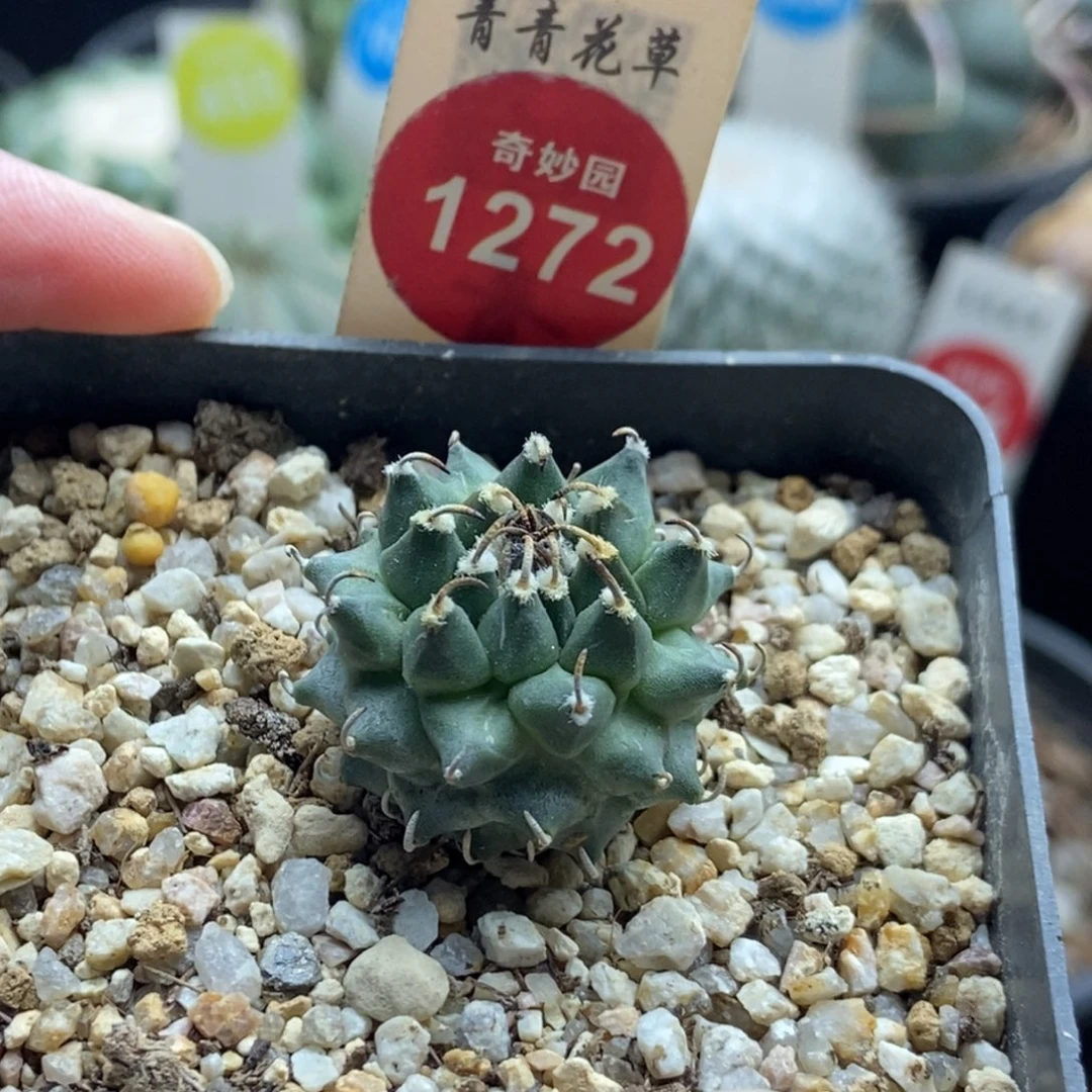 实生安德森娇丽2.6cm
