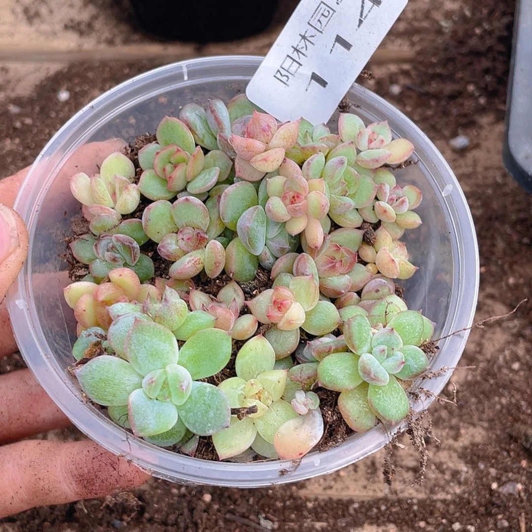 多肉植物多肉植物114