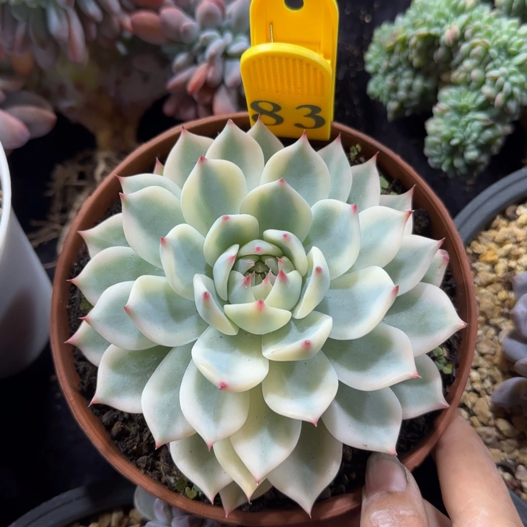 吉娃娃锦一物一拍83