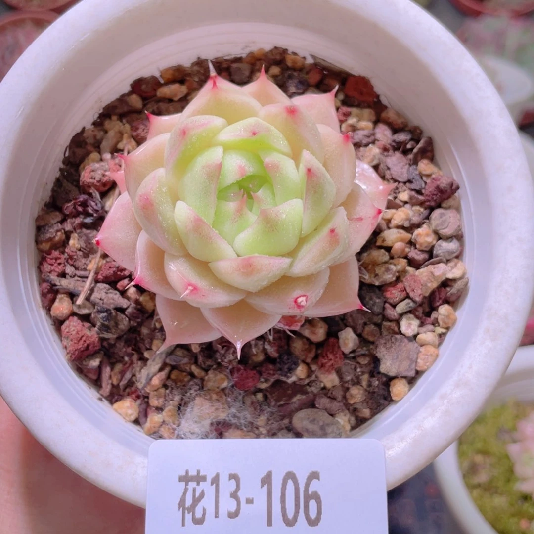 花利美13-106麦秆