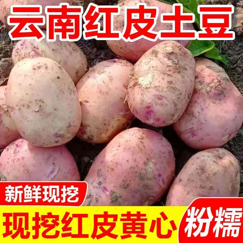 （小陈专属）云南高山红皮黄心土豆新鲜现挖洋芋农家自种马铃薯