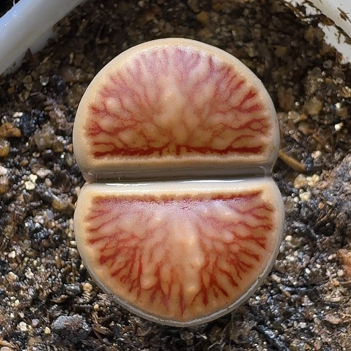 生石花112212。   293