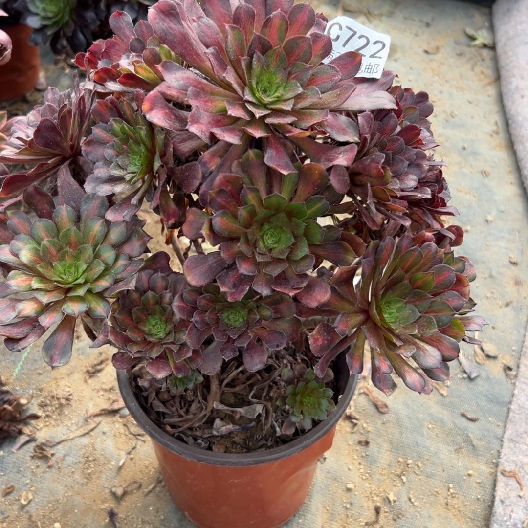 722多肉   不知名