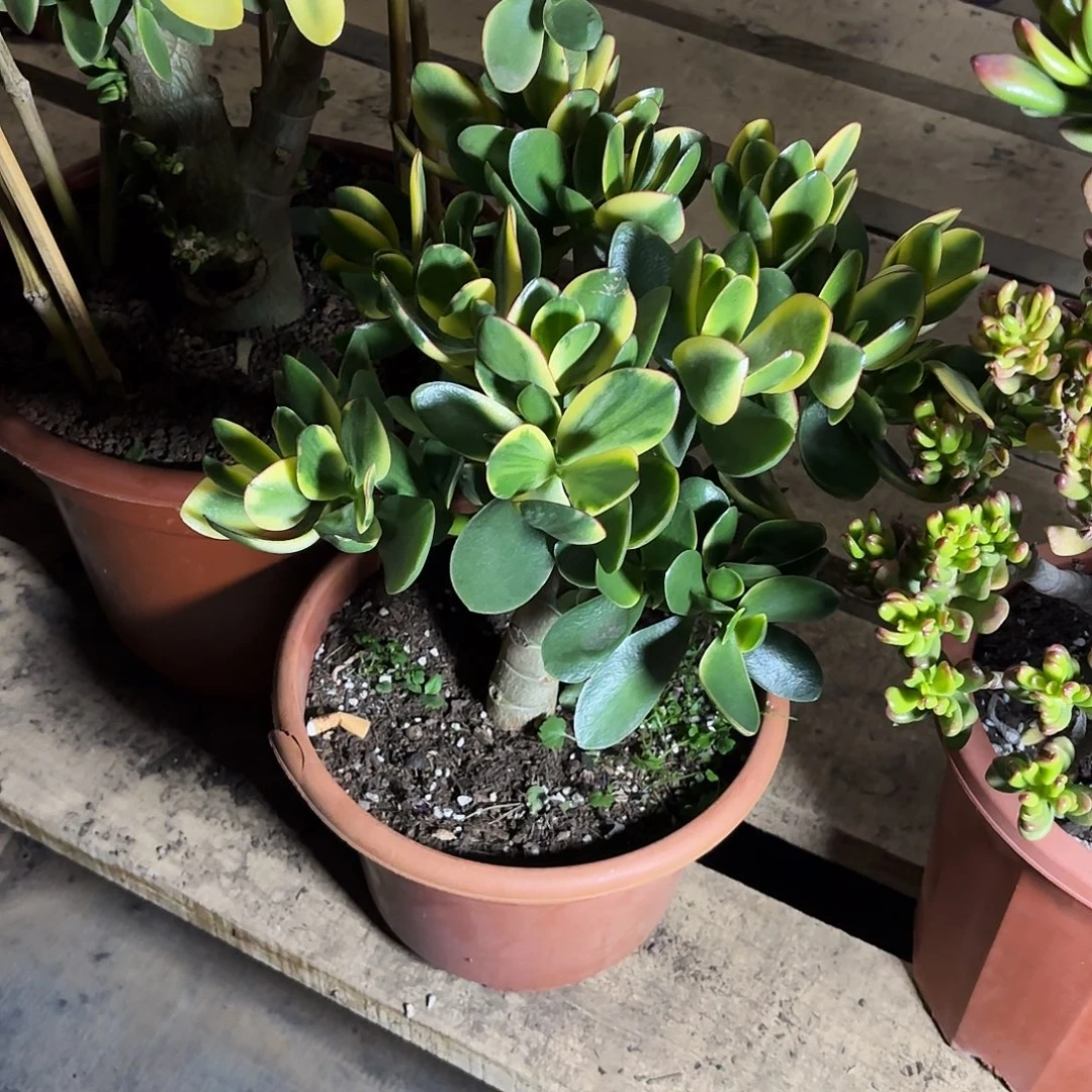 潮***店1916落日带土球发货