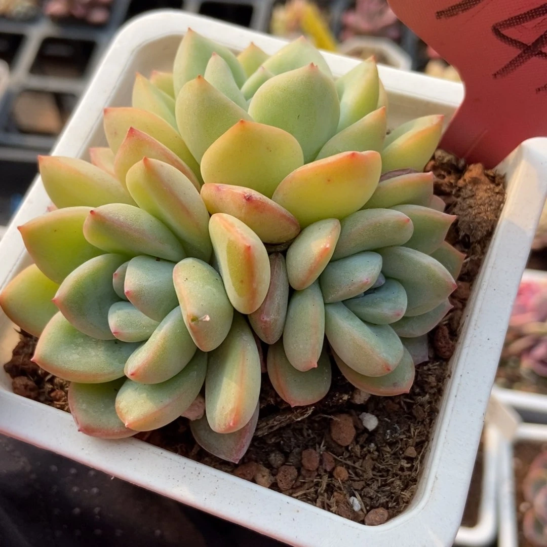 1419泡芙多肉植物保护