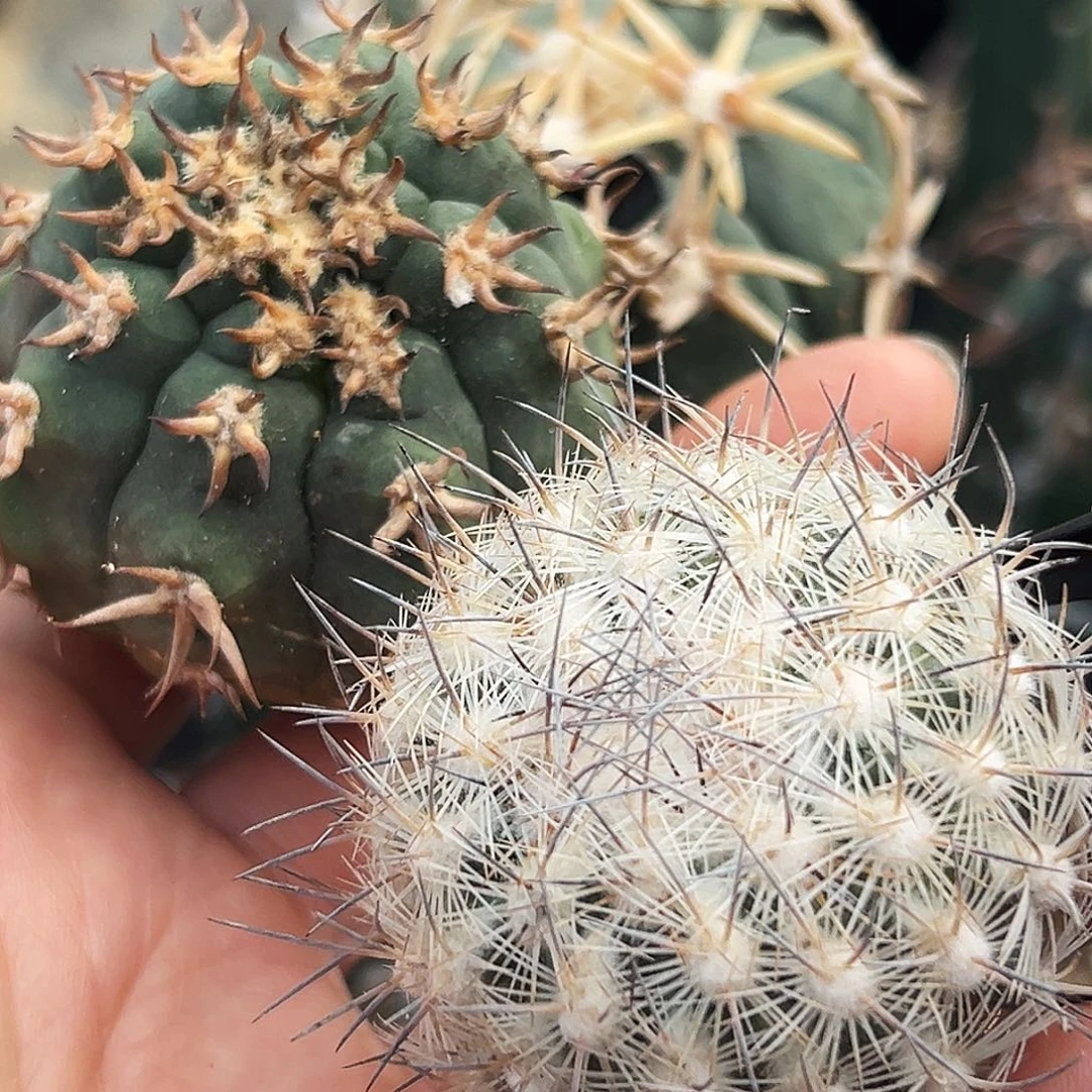 猫爪加藤荣仙人球66666666