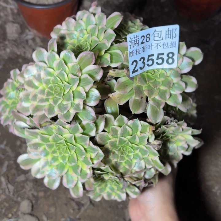 23558天和多肉植物