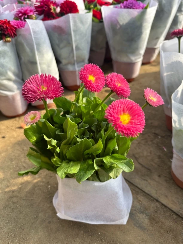 雏菊雏菊雏菊鲜花