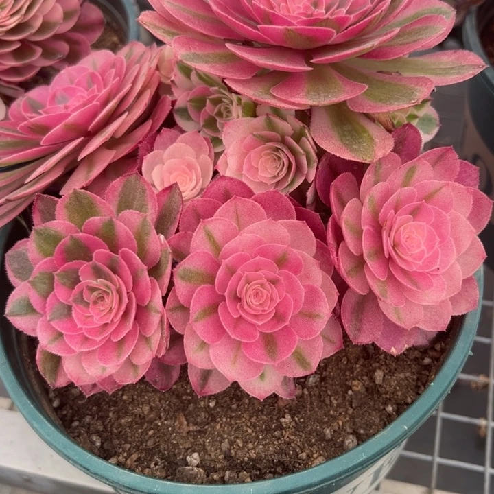 E****n071倾城朵朵20厘米左右