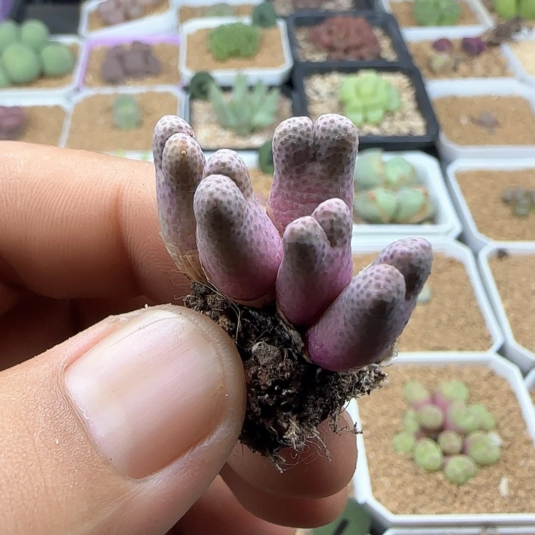 亦***少将旅长兼职联41129