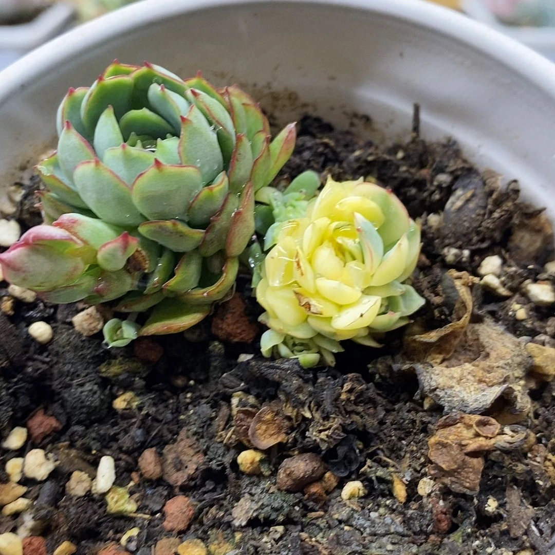 1074 梦幻玫瑰黄覆轮锦