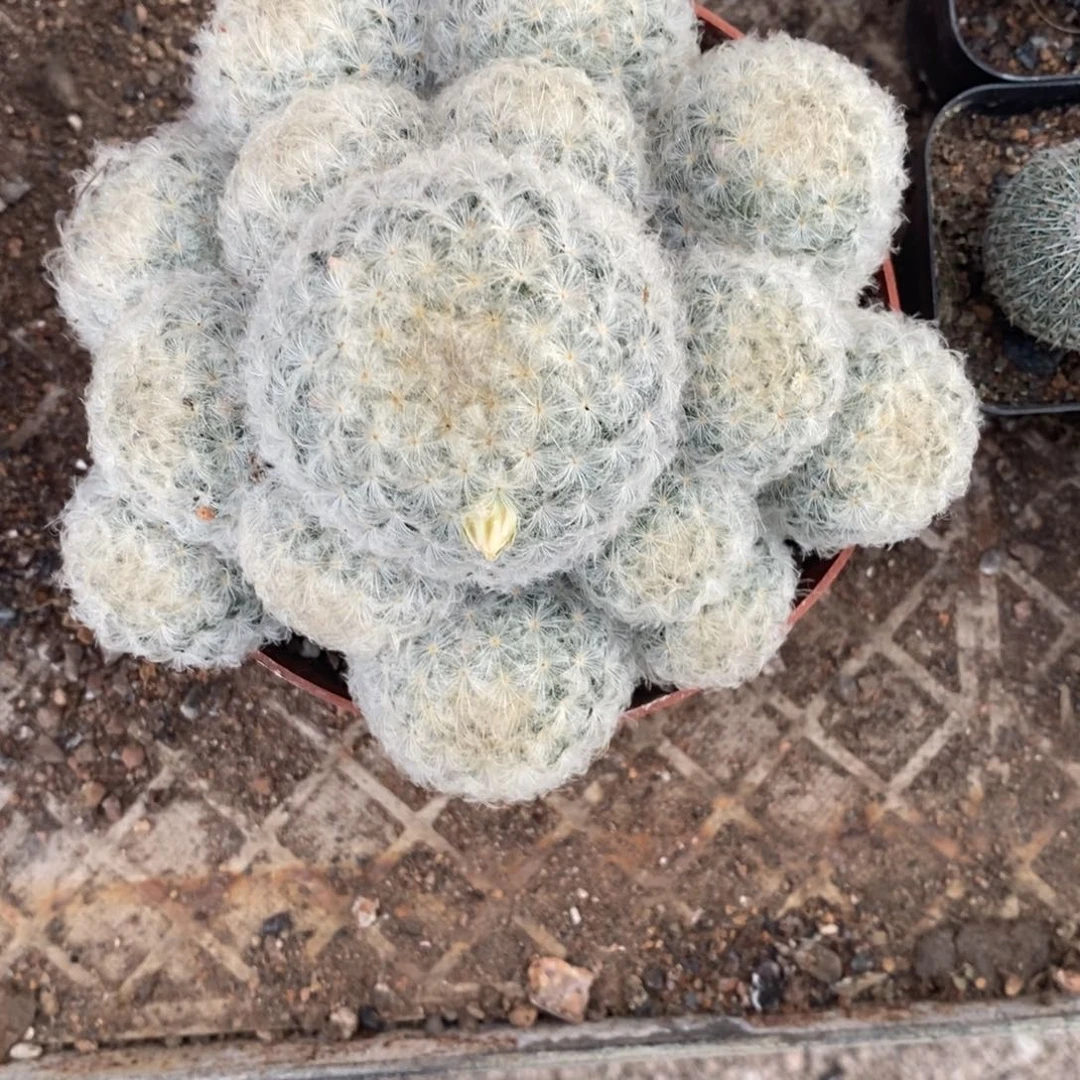 刺***心6号多头白星仙人球