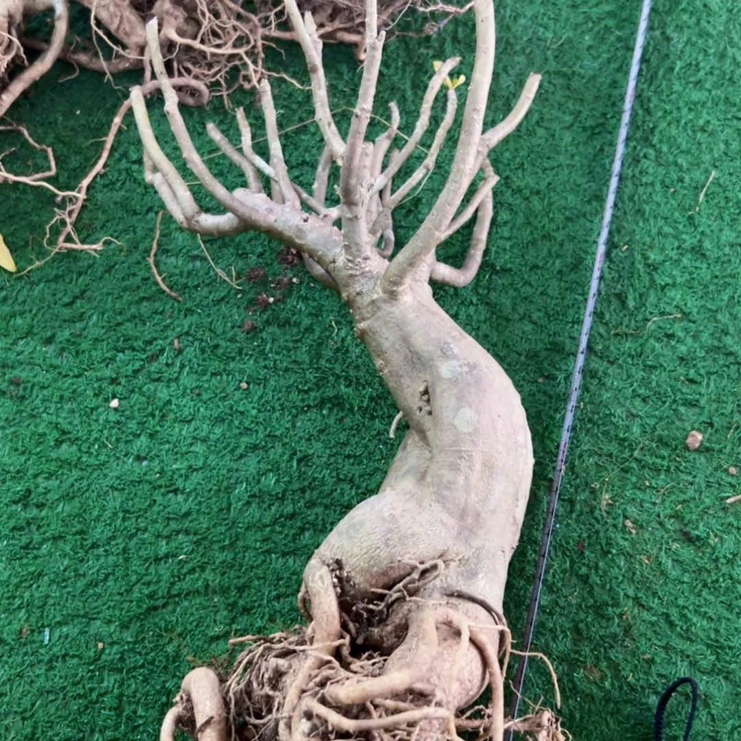 进口泰沙 索玛利亚怪根