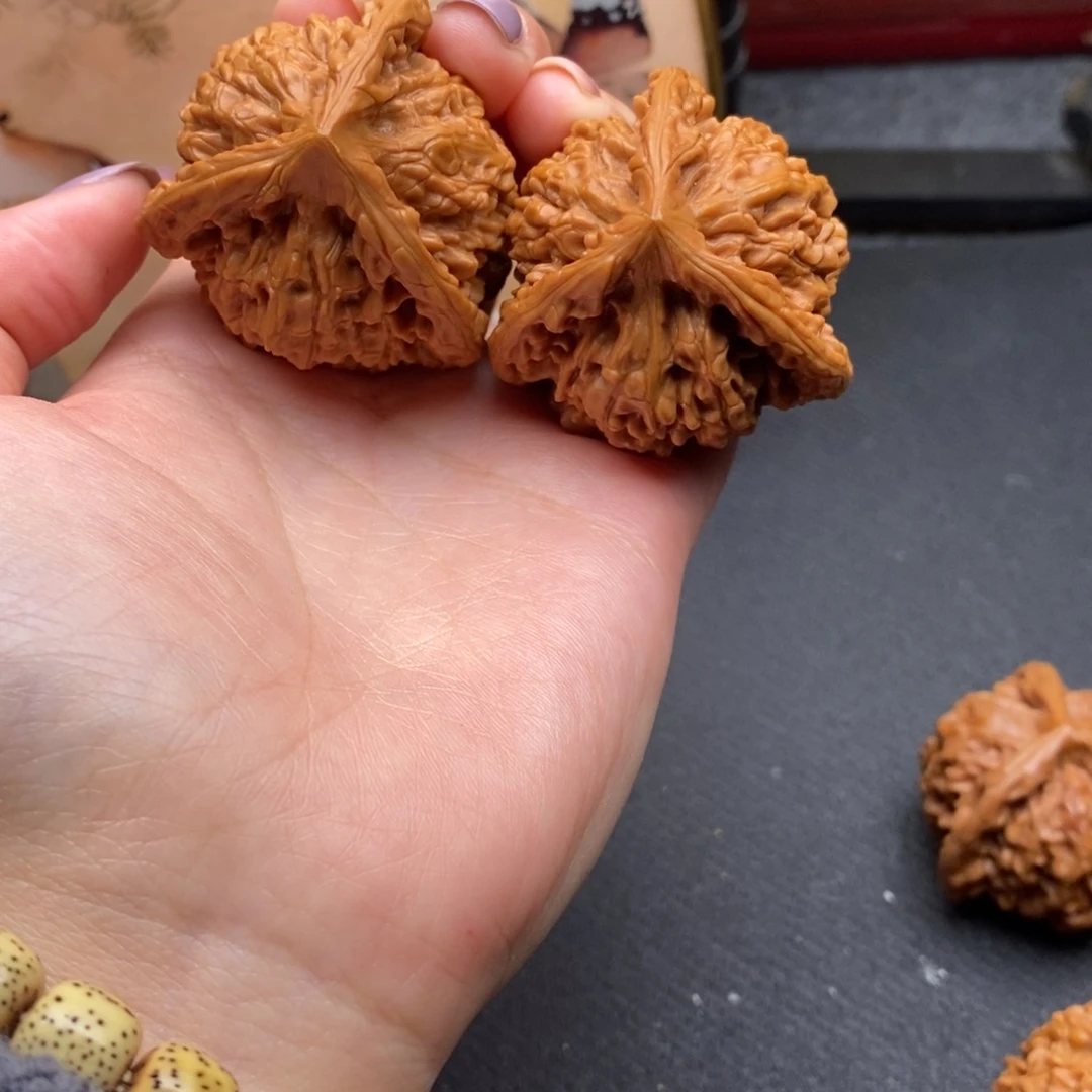 y***t白狮子1111111111111