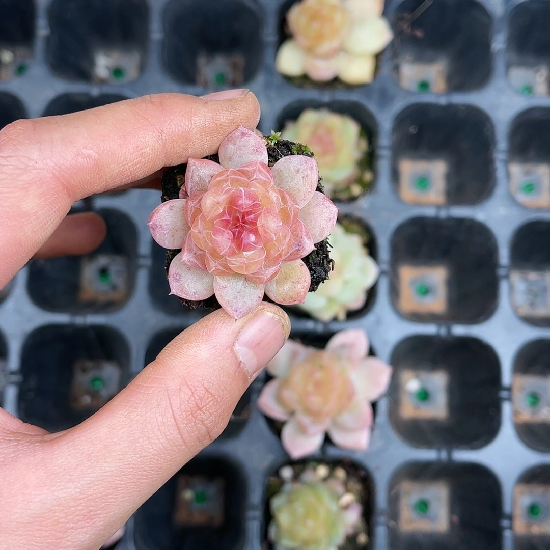 精品多肉一物一拍20-152