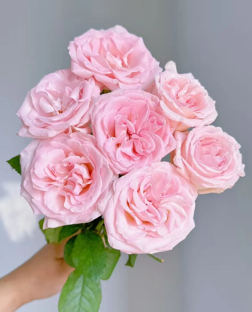 【AB级 香水宝塔】“粉荔枝同款”满2单中通特快冷链 送货上门