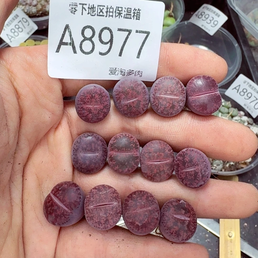 8977––零下地区需拍保温箱