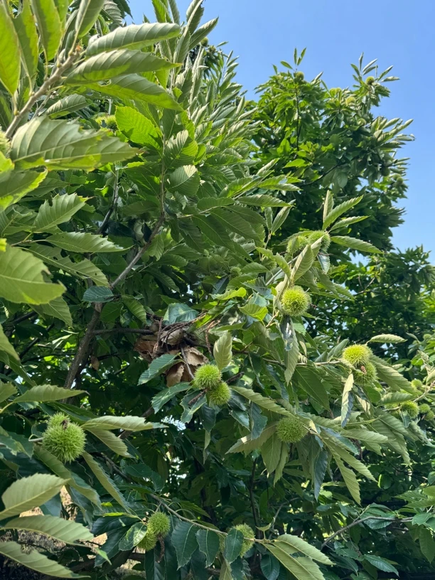 云南高山新鲜带壳老树珍珠板栗现摘现发产地直发新鲜板栗