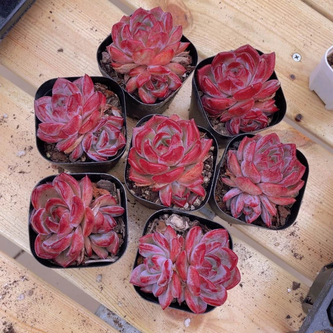 444号 紫体夜魔侠双头一个