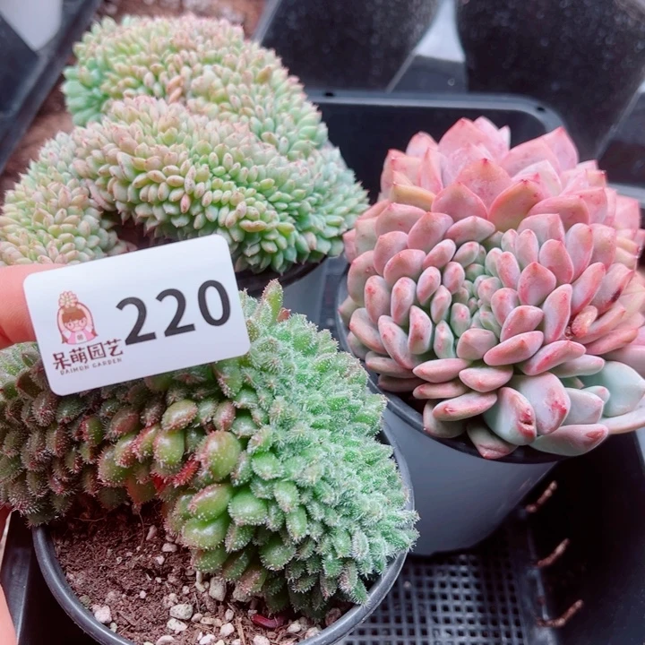 凡***静多肉植物多肉植物