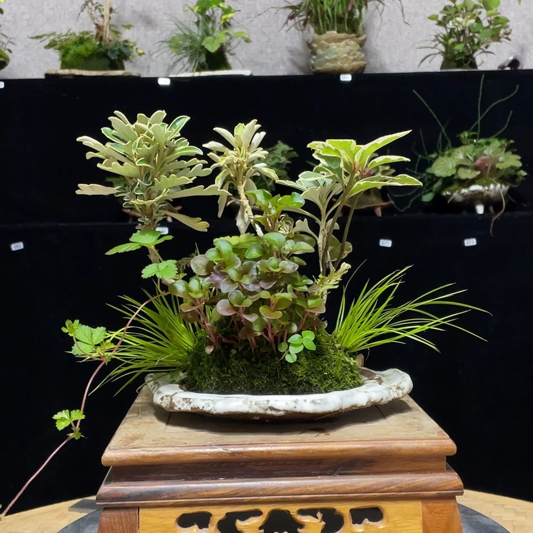 无花朵日本山野草盆栽