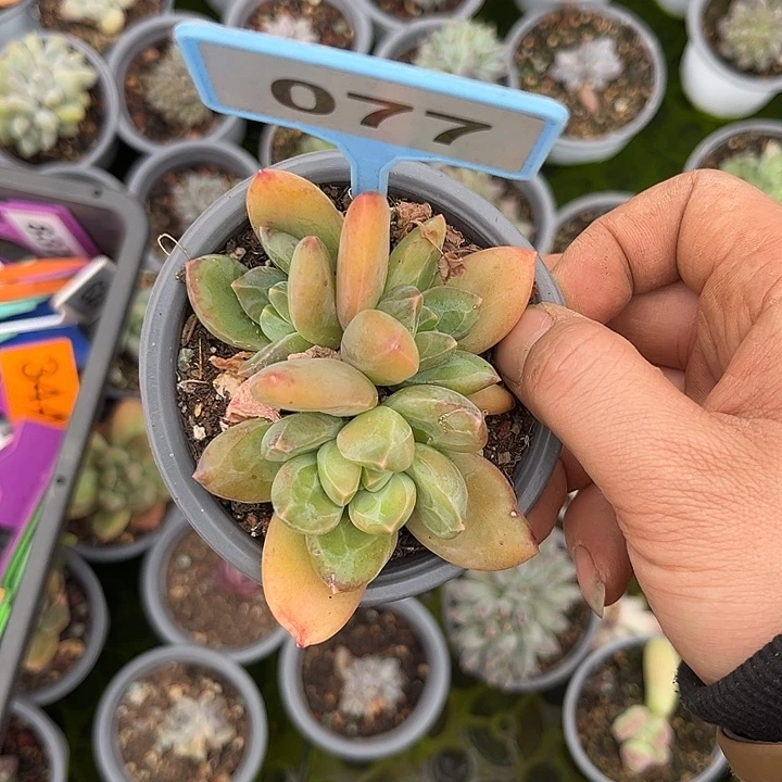 多肉植物海洋之歌077