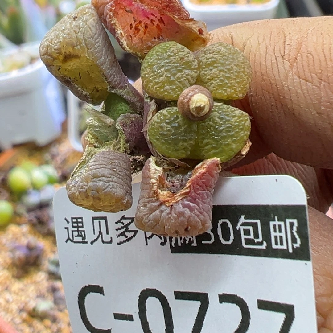 多肉植物11111111111111111