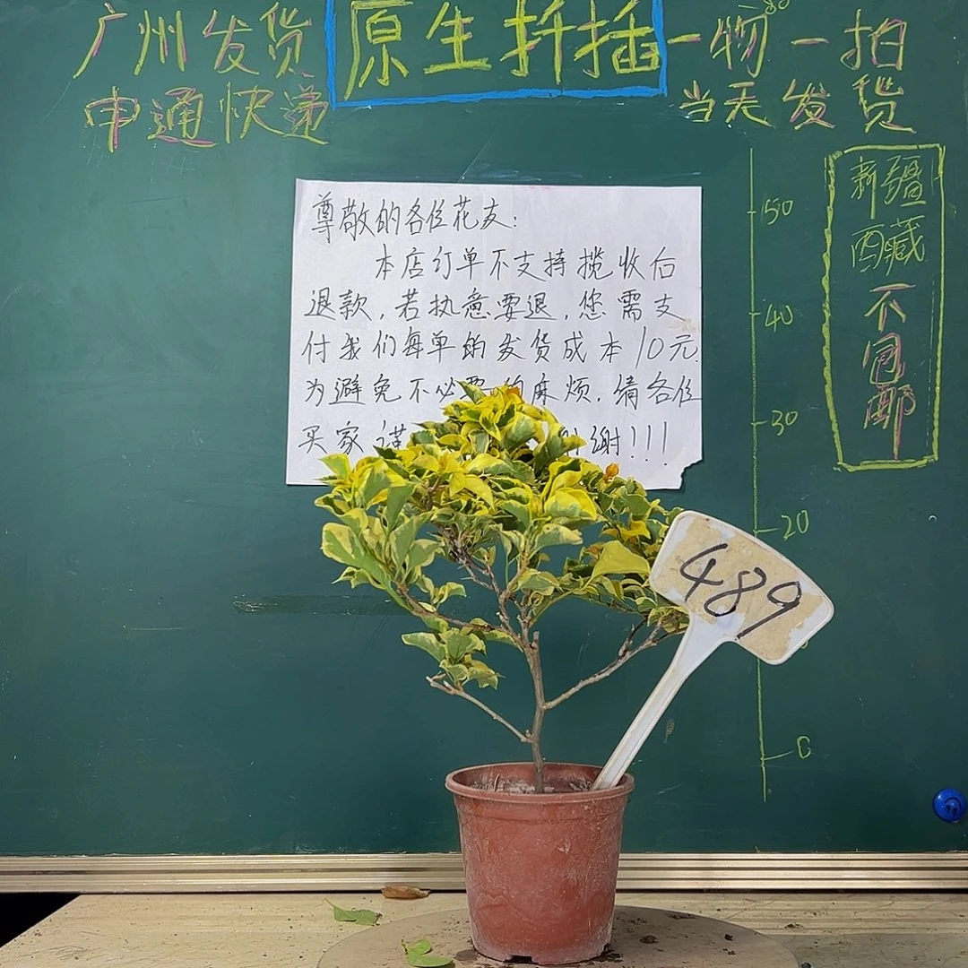 当前无花栽培后可以开花  金边黄  489