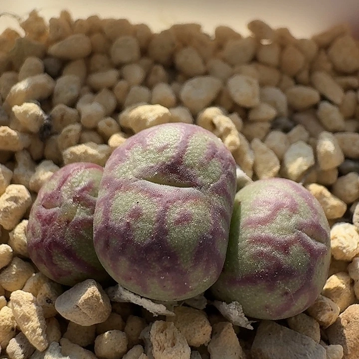 142 送奶杂交 肉锥。