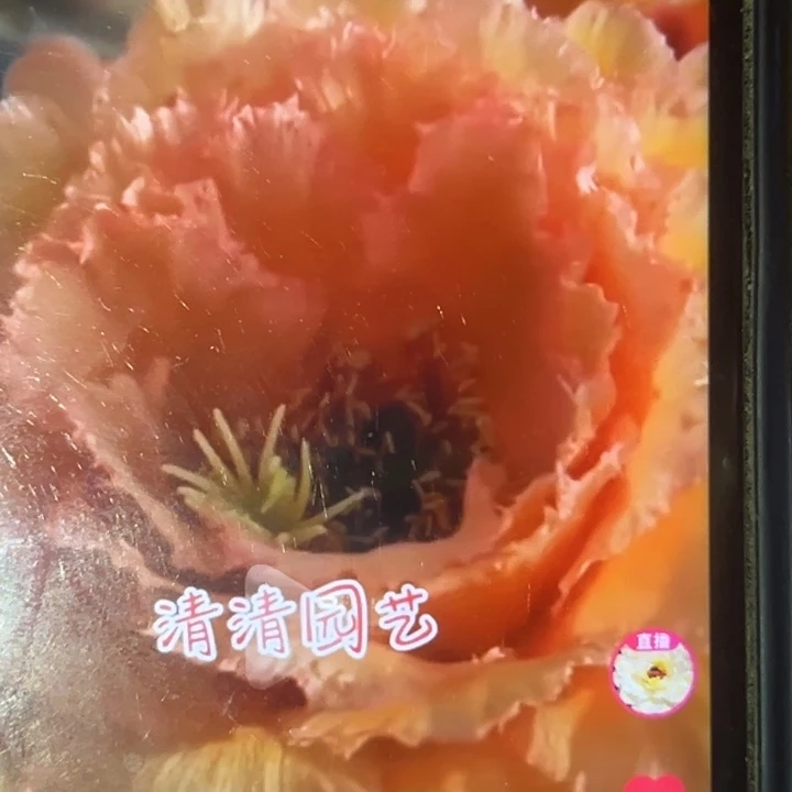 清清春晓根瑕疵有黑点