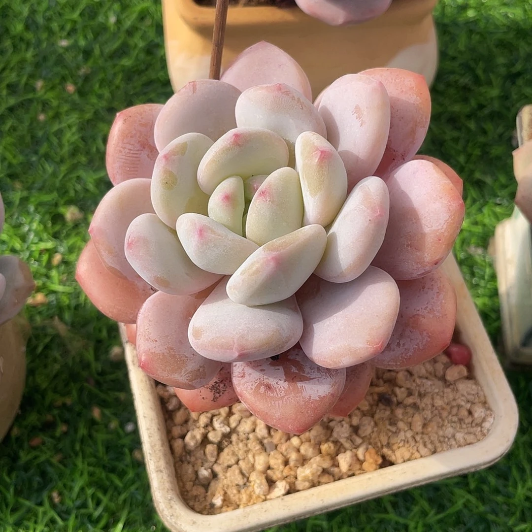 香橙单头多肉植物一物一拍多肉