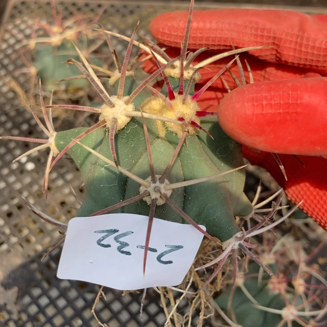 2-32江守玉随机1颗