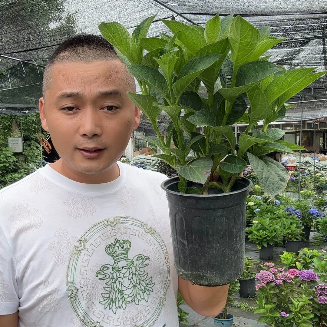 魔幻夏洛特1加仑纯苗无花量拍