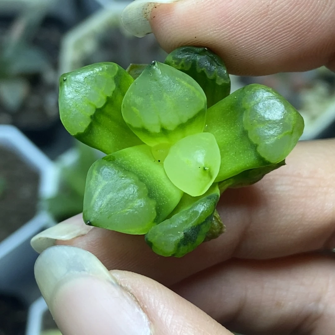 裹般若实生4号一物一拍