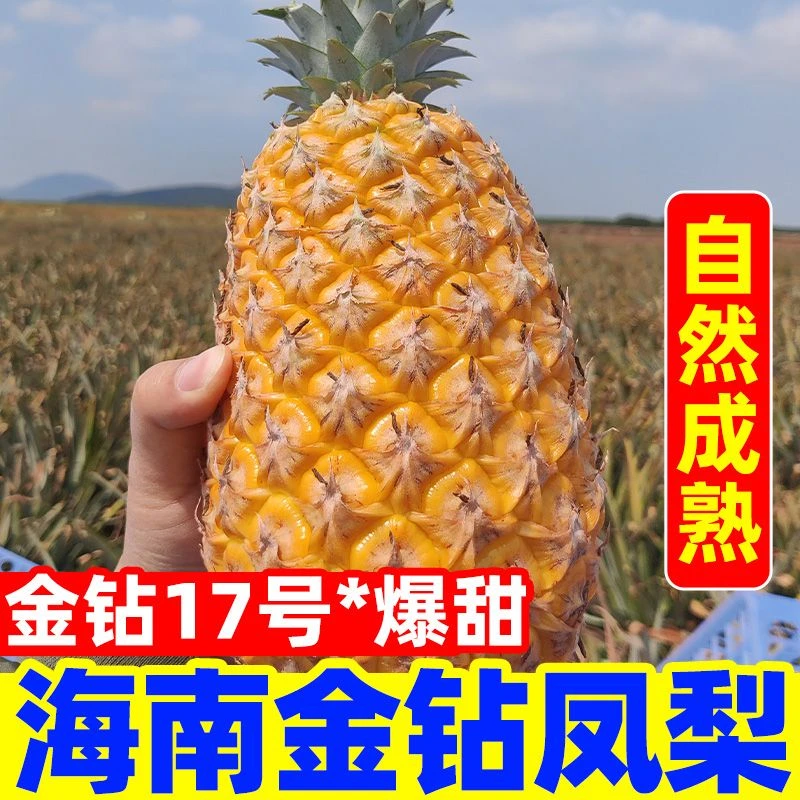 【正宗】海南金钻凤梨新鲜水果当季树上熟香水菠萝手撕凤梨整箱熟果