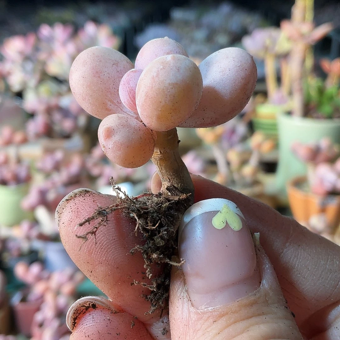 平**乐多肉植物的生长发育与生长