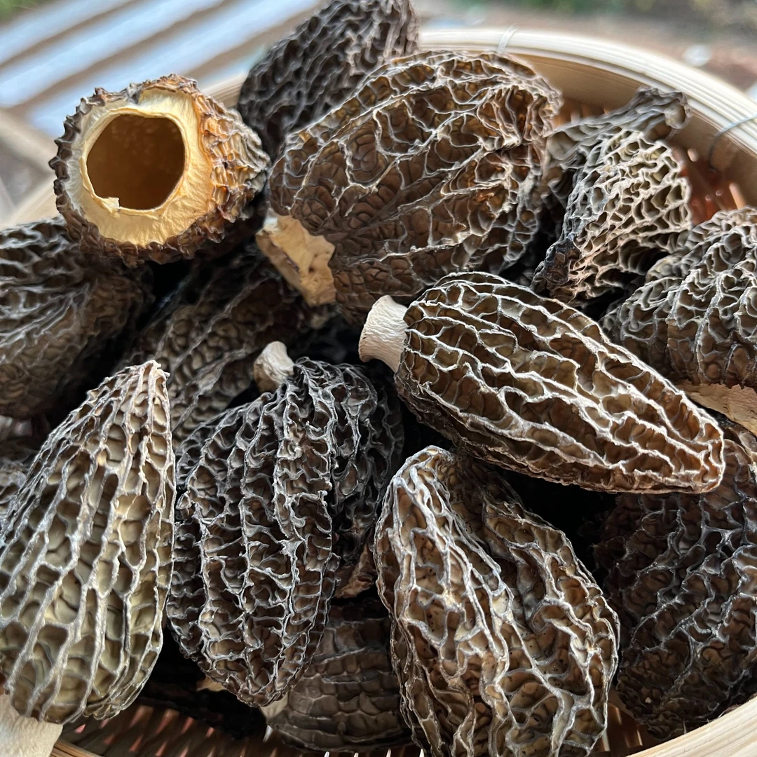 云南高原山货土特产—高品质羊肚菌干货